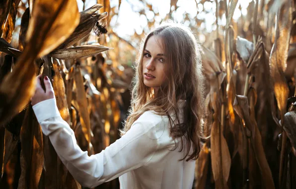 Картинка взгляд, девушка, кукуруза