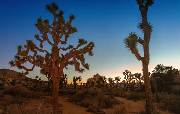 Песок, небо, трава, закат, камни, пустыня, растения, Joshua Tree