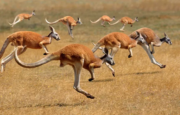 Картинка Австралия, кенгуру, стадо, млекопитающее