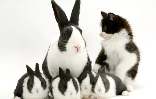 Котенок, черно-белый, кролики, пятнистый