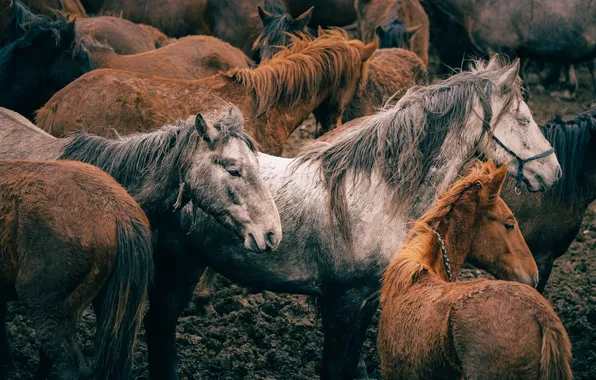 Лошади, дикая природа, млекопитающие