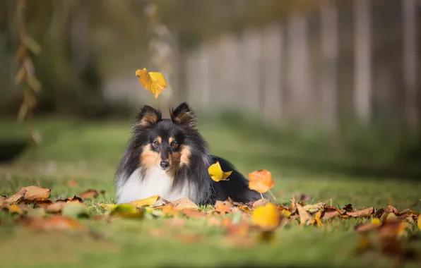 Картинка осень, листья, собака, боке, Шелти, Шетландская овчарка