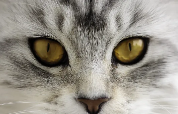Картинка кошка, глаза, кот, взгляд, мордочка, носик