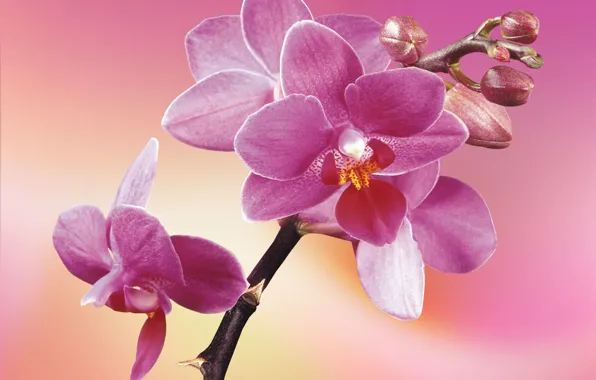 Flowers, petals, orchids, blooming