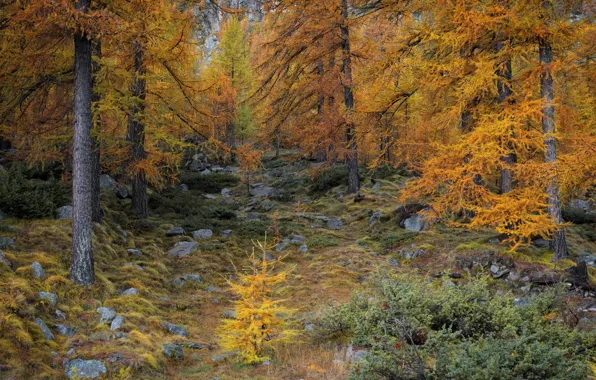Картинка осень, лес, деревья, камни, кусты