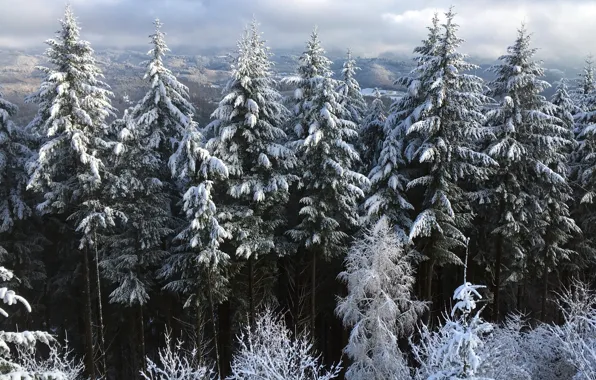 Картинка зима, лес, снег