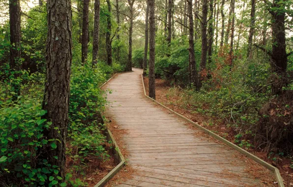 Картинка лес, деревья, дорожка, forest