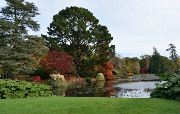 Картинка осень, озеро, Англия, colors, autumn, lake, England, Sheffield park