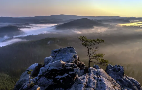 Картинка туман, дерево, гора, утро