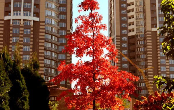 Осень, деревья, город, дома