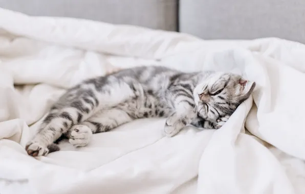 Кошка, котенок, серый, сон, малыш, спит, постель, лежит