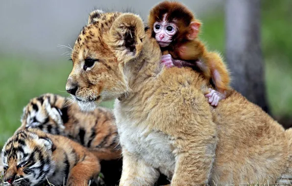 Картинка monkey, animals, playing, lioncub, tigercub