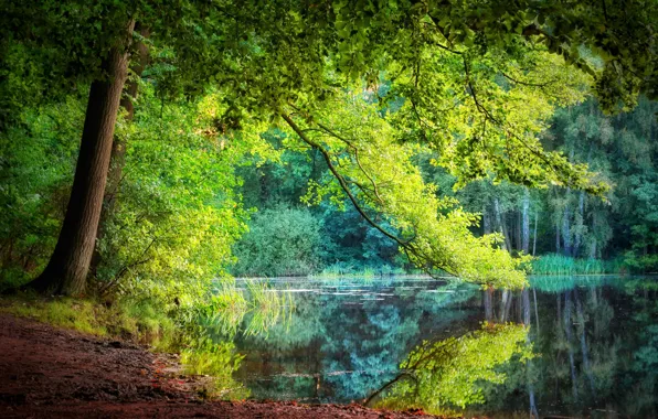 Картинка лето, вода, река, дерево, крона