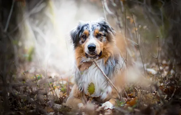 Взгляд, природа, собака