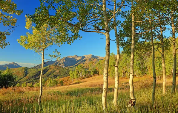 Осень, листья, деревья, горы, склон, Колорадо, США, осина