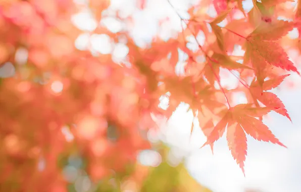 Осень, листья, природа