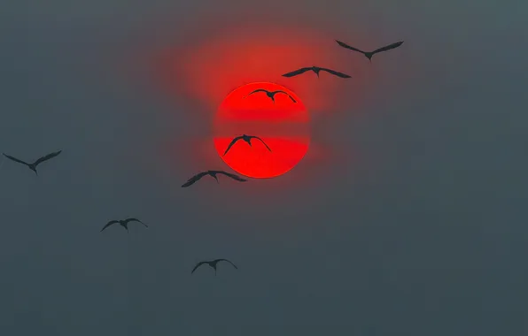 Небо, солнце, закат, птицы