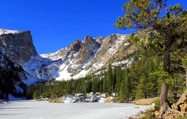 Картинка снег, горы, природа, парк, фото, ель, США, Mountain