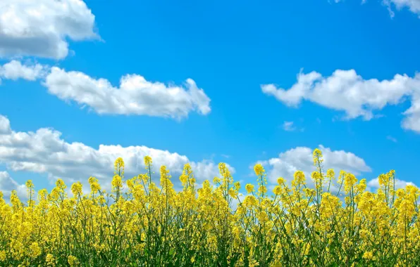 Sky, yellow, blue, clouds, sunny, canola