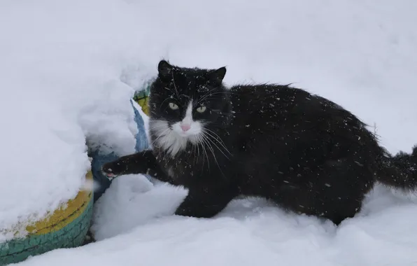 Кот, снег, кошки, в снегу, cat, snow, cats, снежный кот