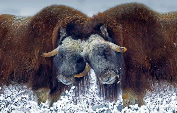 Картинка снег, шерсть, Аляска, рога, США, овцебык