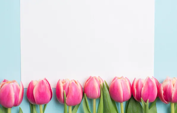 Цветы, весна, тюльпаны, розовые, fresh, pink, flowers, tulips