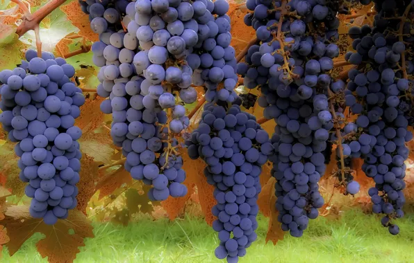 Картинка макро, фон, виноград