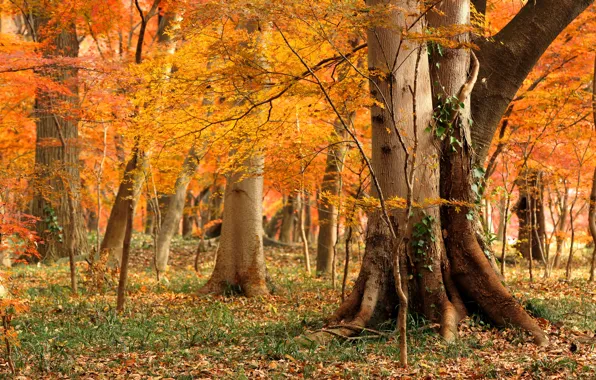 Grass, autumn, foliage, woodland
