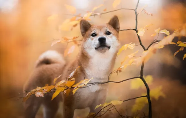 Картинка осень, листья, ветки, природа, животное, собака, деревце, пёс