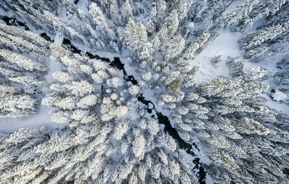 Зима, лес, снег, вид сверху