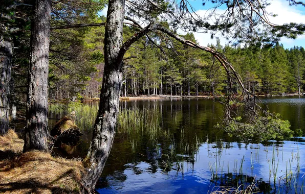 Вода, деревья, природа, озеро, фото, Финляндия, Lapland