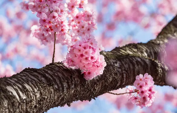 Вишня, дерево, весна, сакура