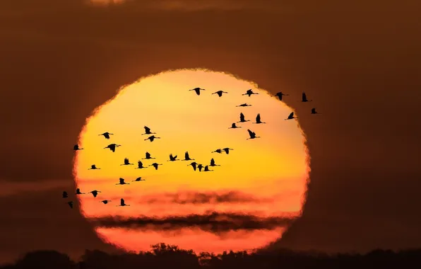 Картинка солнце, птицы, краски, яркие, Закат