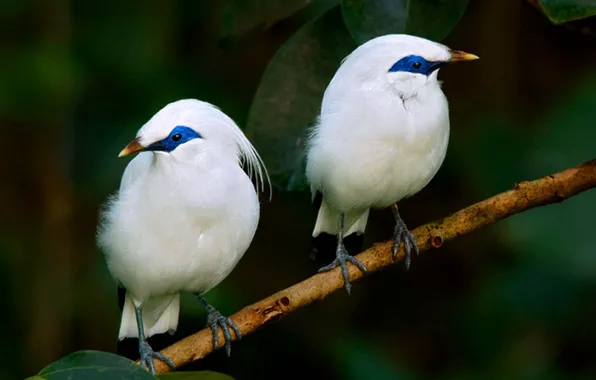 Картинка birds, animal, bali, Bali Starlings