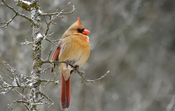 Природа, фон, птица, ветка, боке, кардинал, Northern Cardinal, северный кардинал