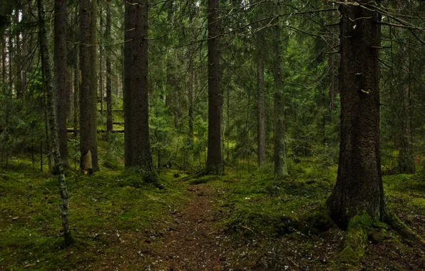 Картинка лес, деревья, природа, мох, тропинка, Финляндия, Тампере