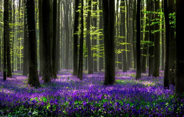 Картинка лес, свет, деревья, цветы, природа, весна