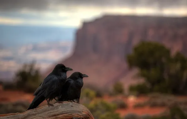 Картинка Utah, Canyonlands National Park, Raven Repose