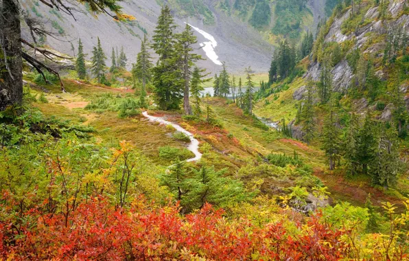 Картинка осень, деревья, горы, река, ущелье, Россия, кусты, Дальний Восток