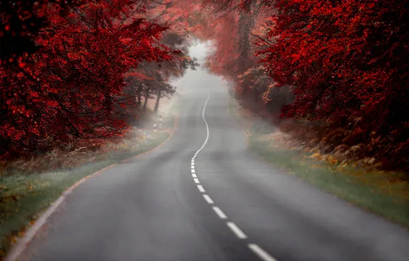 Дорога, осень, деревья, природа