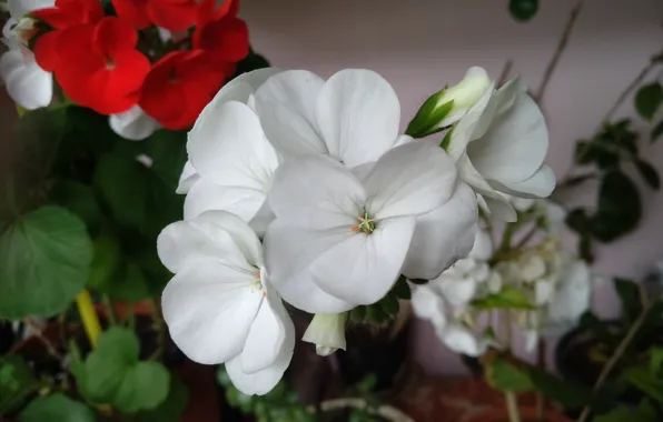 Цветочки, пеларгония, Белые цветы, White flowers, Pelargonium