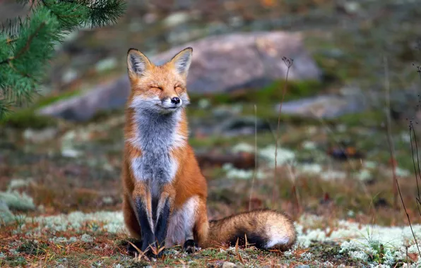 Картинка animals, nature, smiling, wildlife, -fox