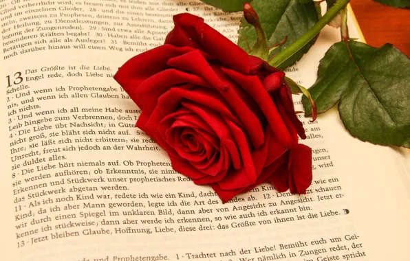 Картинка цветок, роза, Книга