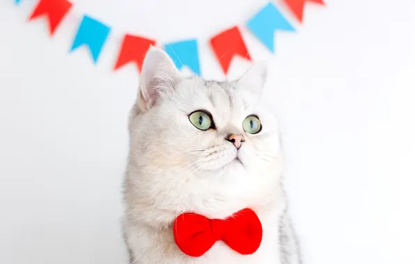 Кошка, белый, кот, взгляд, поза, портрет, белый фон, бант