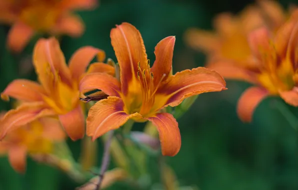 Картинка лилии, лепестки, цветение, Lily, petals, bloom