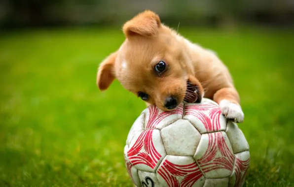 Картинка игра, мяч, собака, рыжий, щенок, лужайка