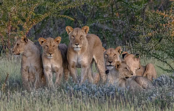 Африка, дикие кошки, львы, львицы, гарем