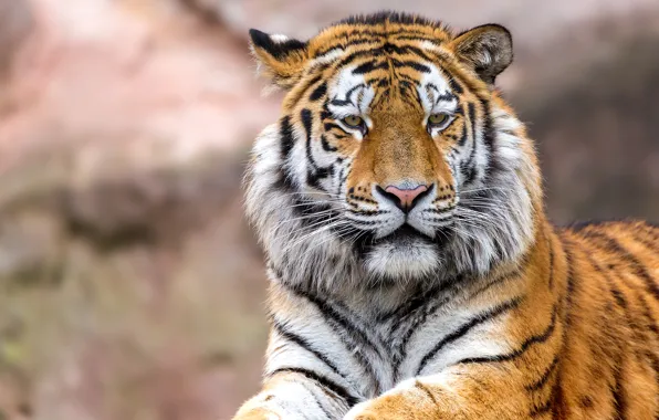 Картинка взгляд, морда, тигр