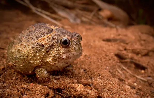 Amphibian, Northern Spadefoot, Notaden melanoscaphus