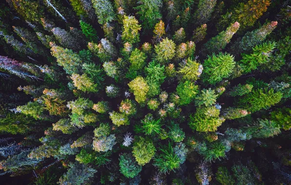 Лес, деревья, природа, вид сверху